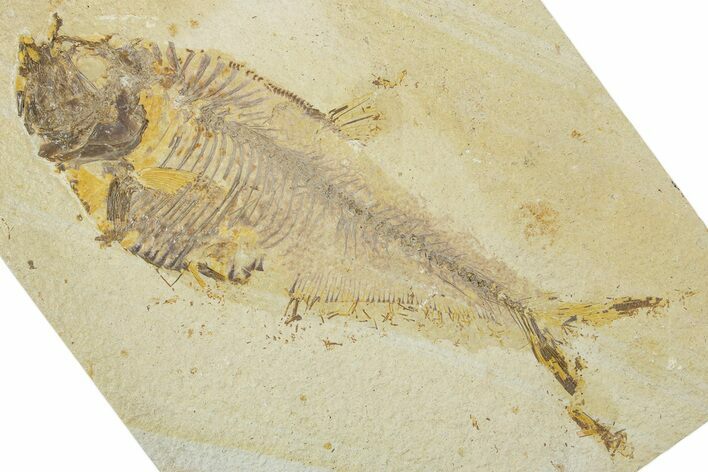 Detailed Fossil Fish (Diplomystus) - Wyoming #330811